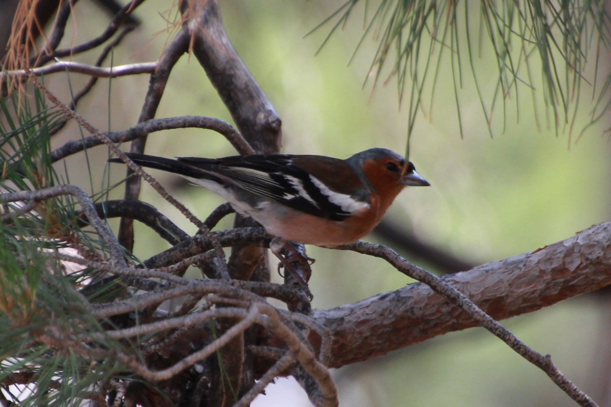 Common Chaffinch - ML638268372