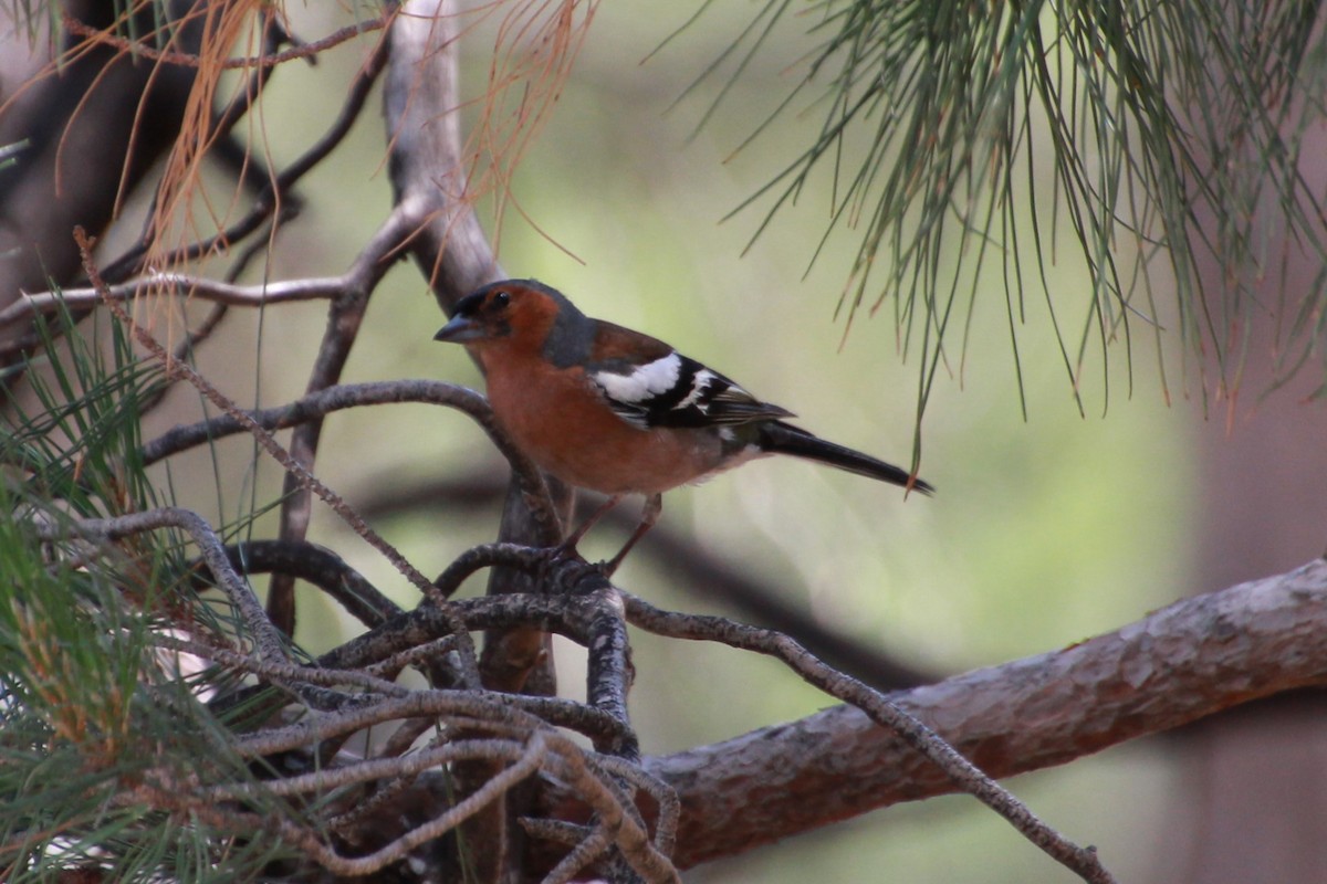 Common Chaffinch - ML638268373