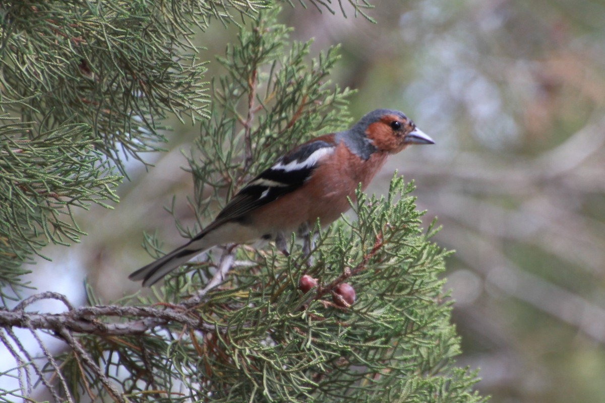 Common Chaffinch - ML638268374
