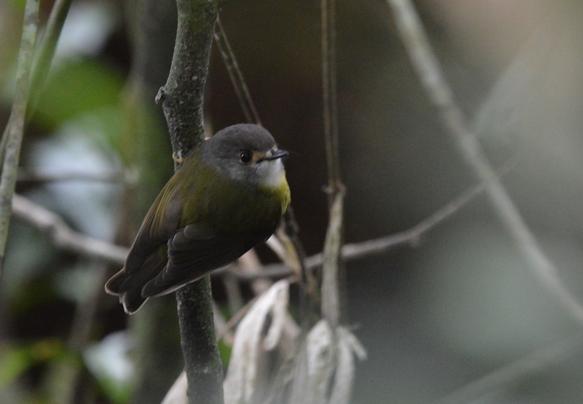 Pale-yellow Robin - ML638268375