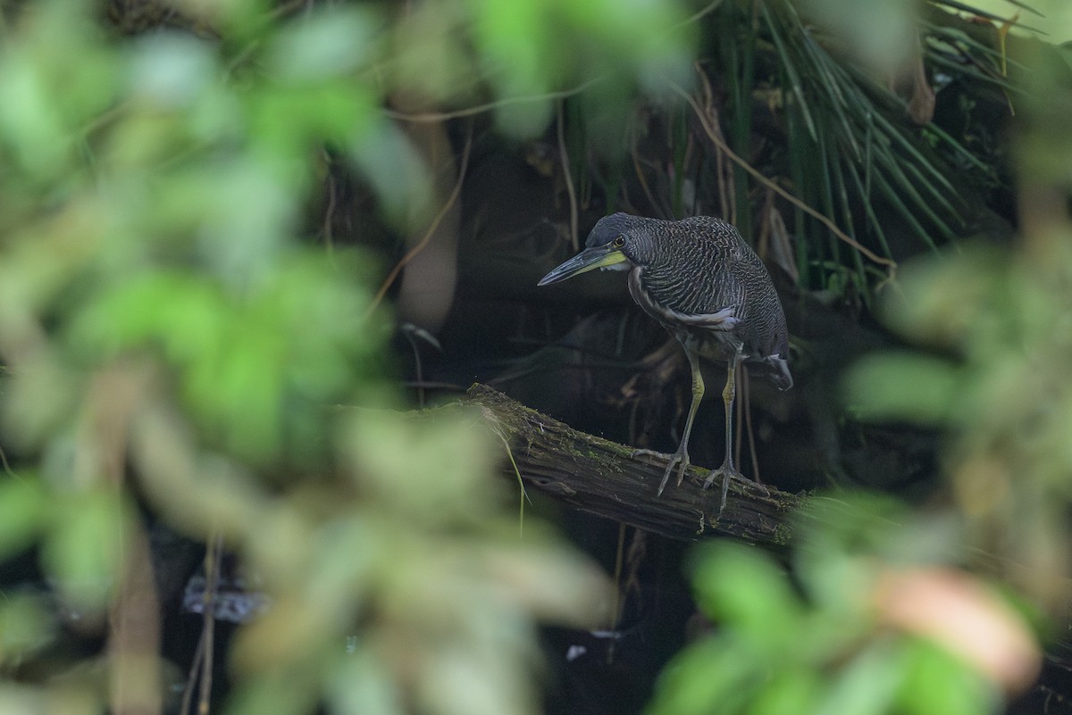 Fasciated Tiger-Heron - ML638268382