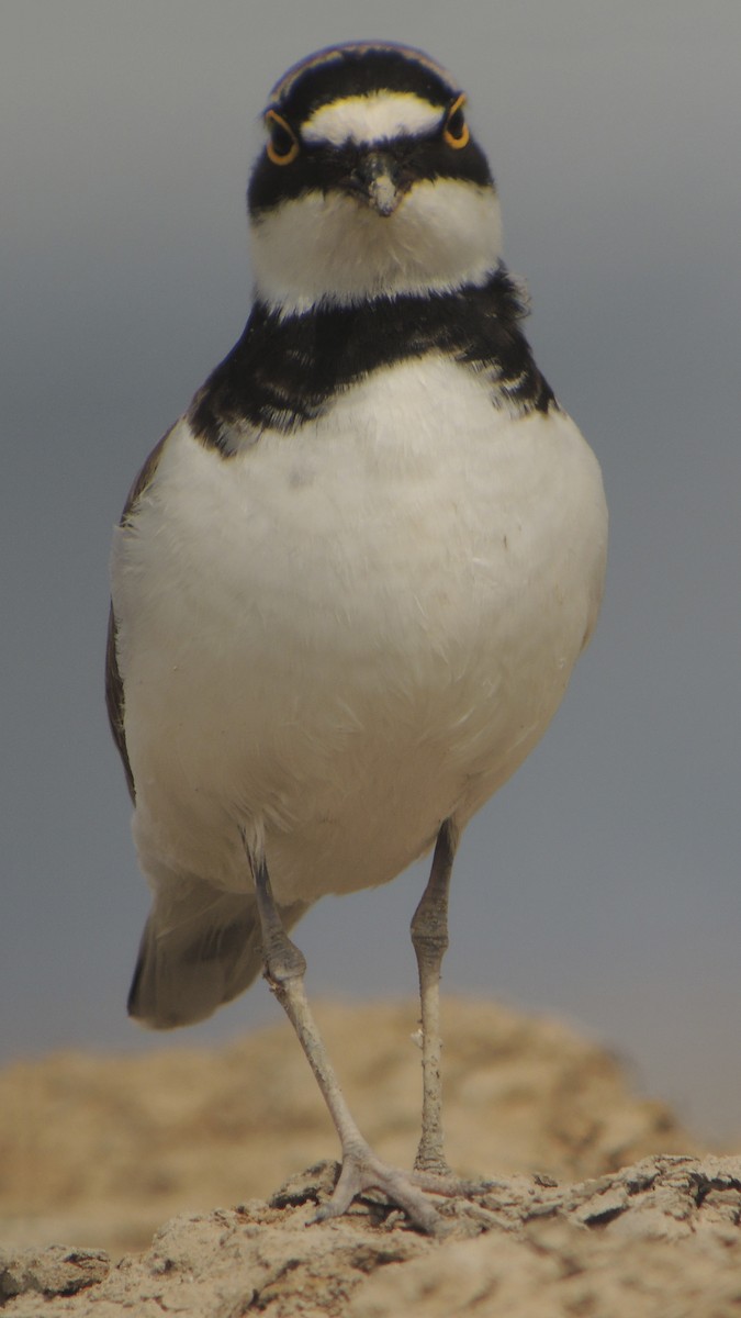 Little Ringed Plover - ML638268385