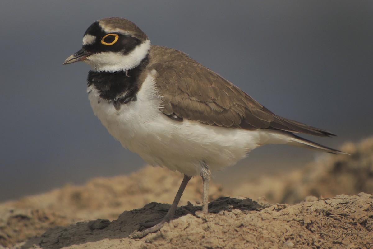 Little Ringed Plover - ML638268387