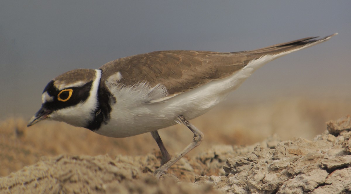 Little Ringed Plover - ML638268388
