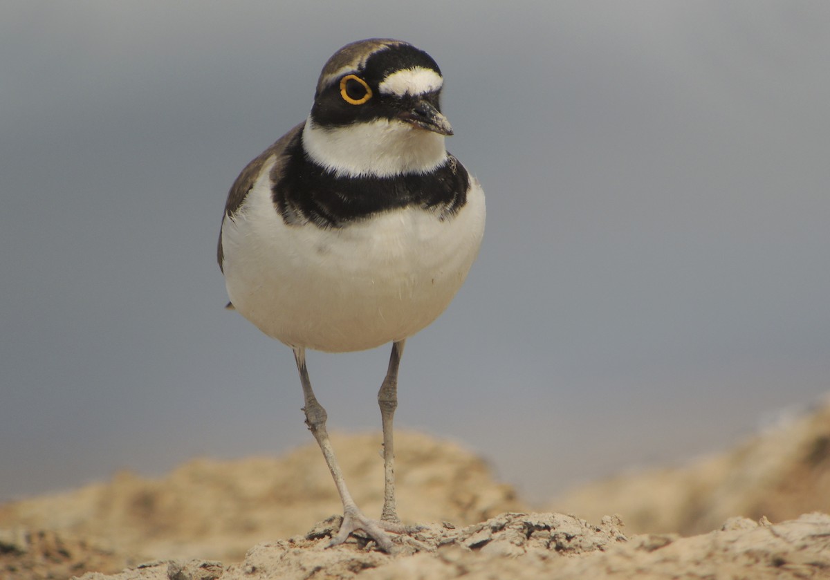 Little Ringed Plover - ML638268389