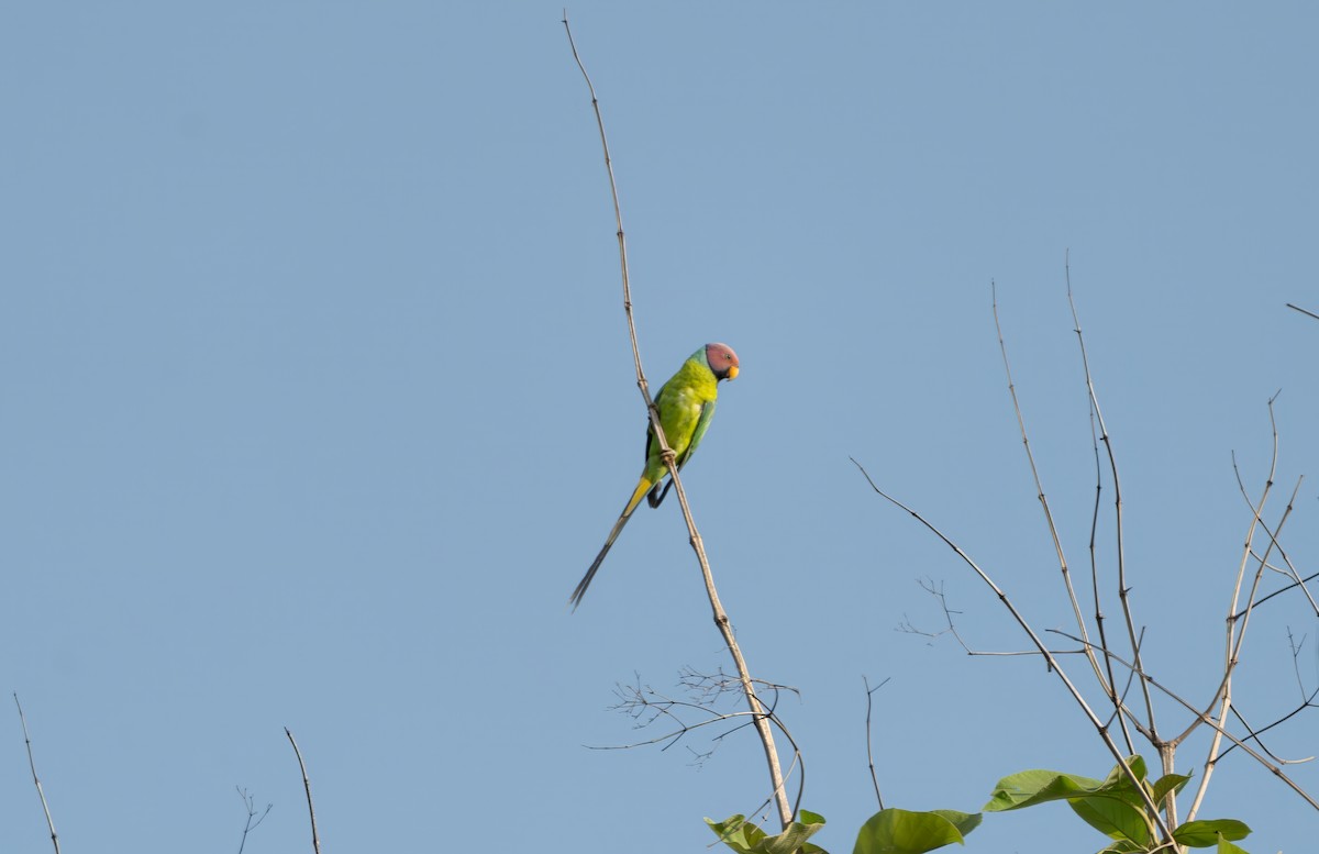 Plum-headed Parakeet - ML638268392