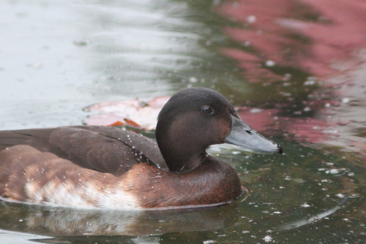 Baer's Pochard - ML638268417