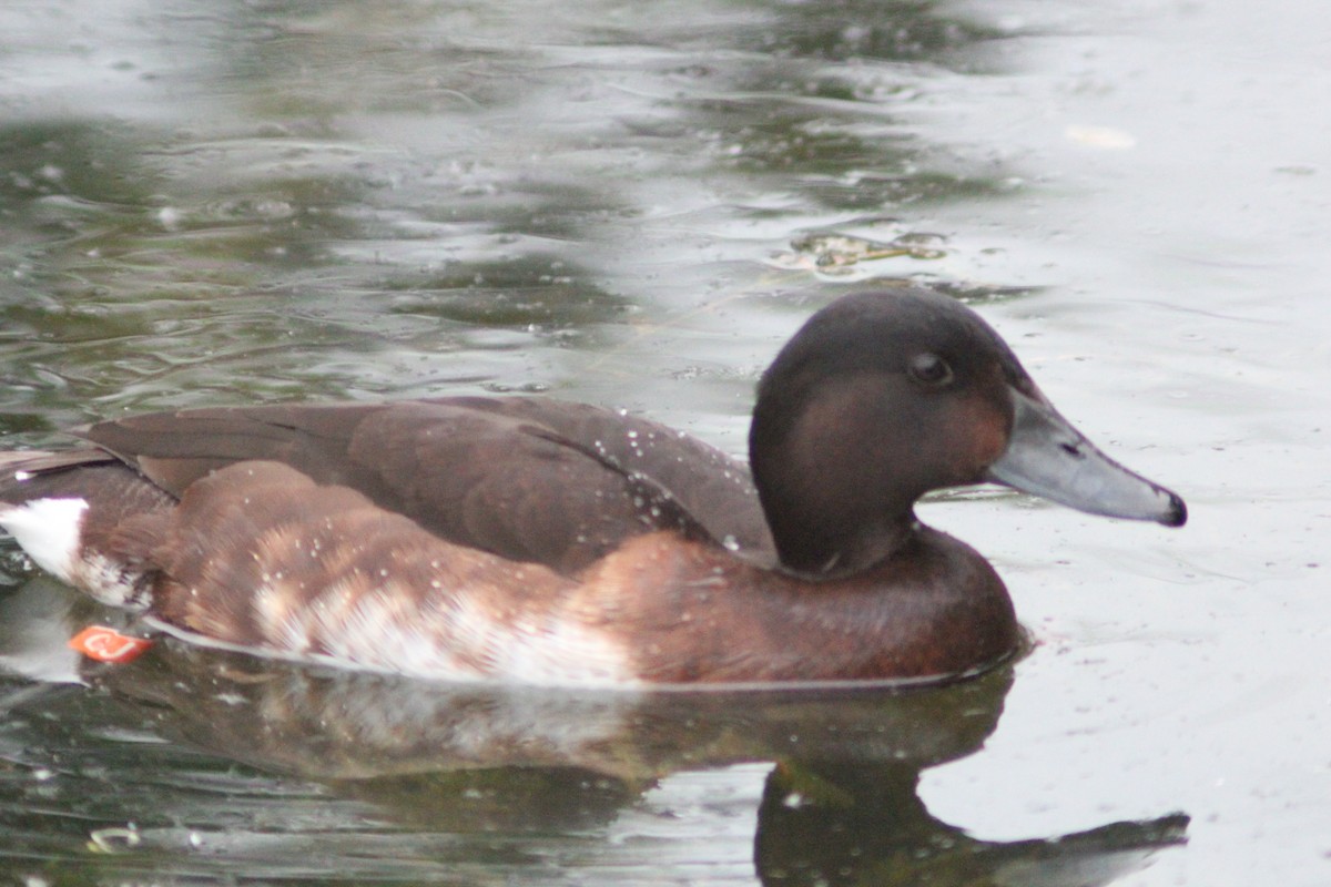 Baer's Pochard - ML638268419