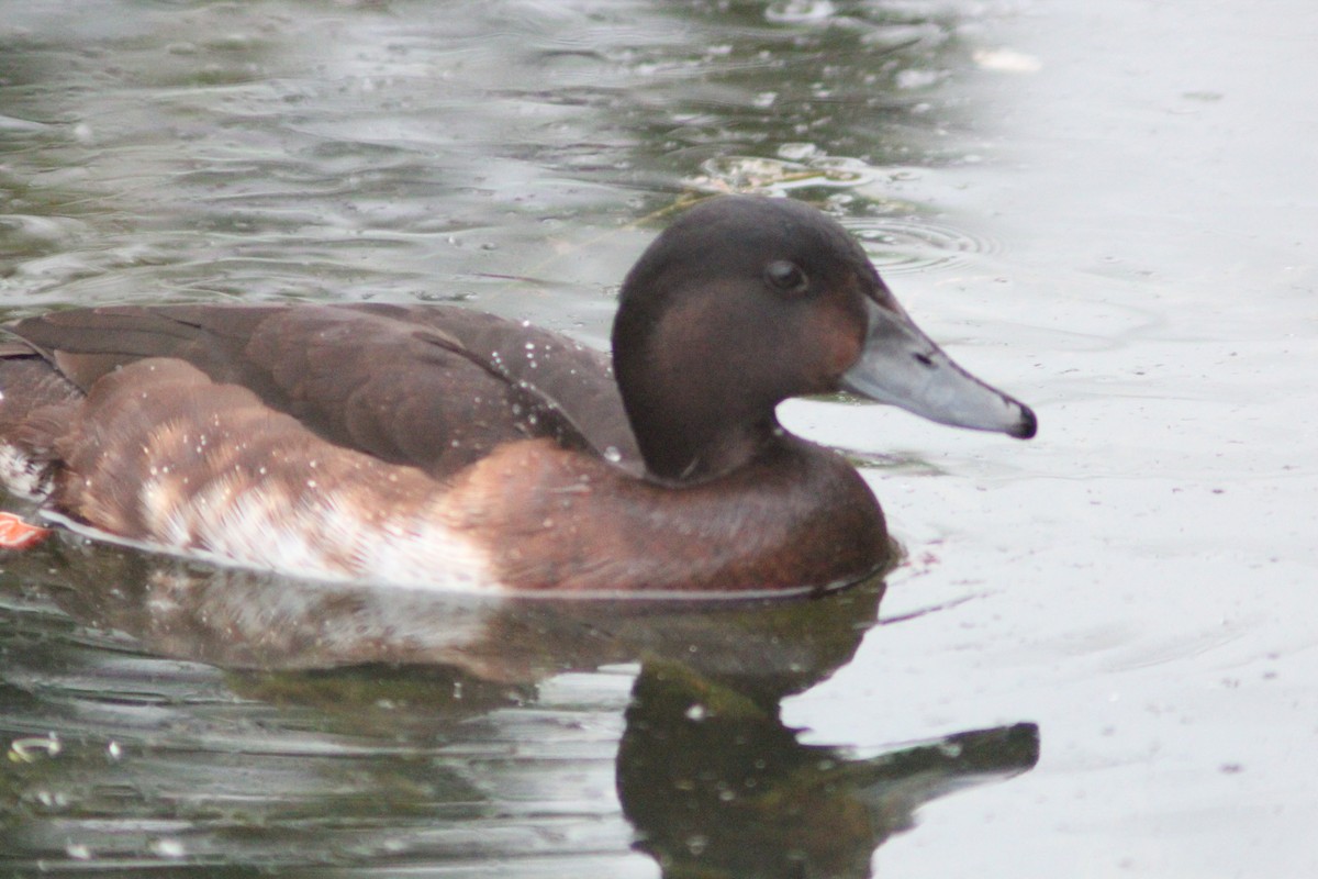 Baer's Pochard - ML638268420