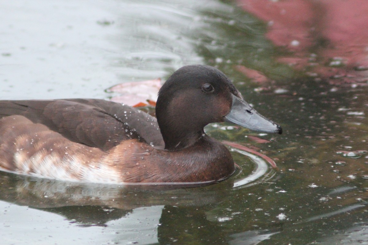 Baer's Pochard - ML638268421