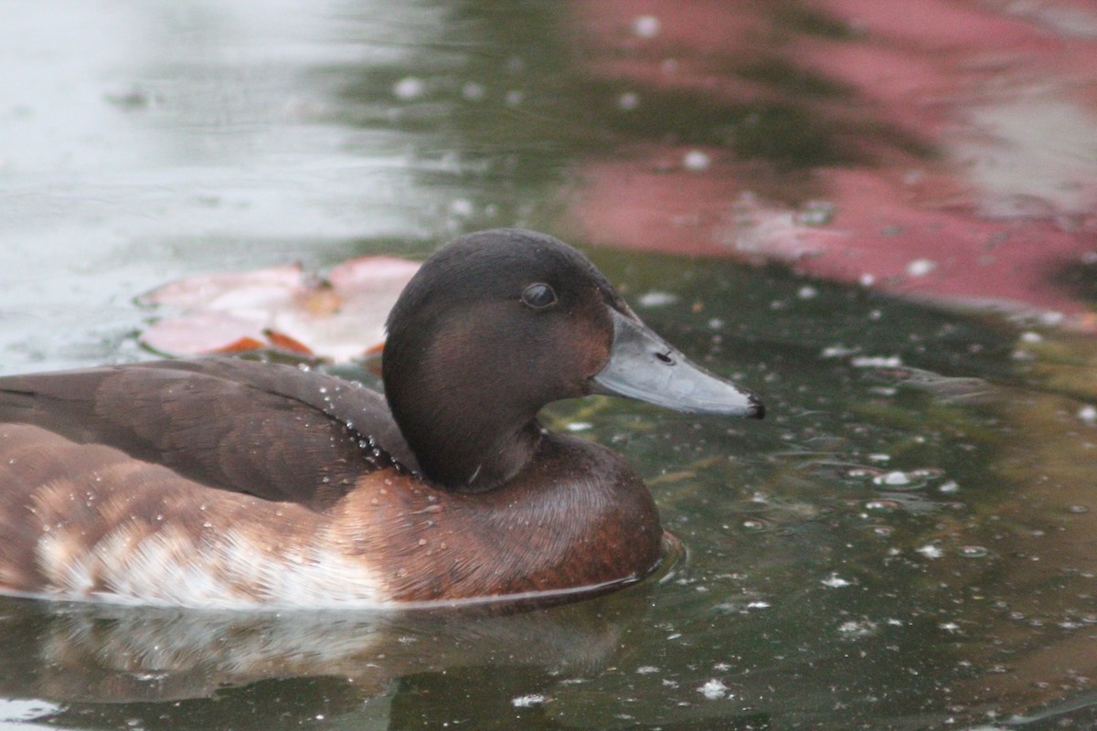 Baer's Pochard - ML638268423