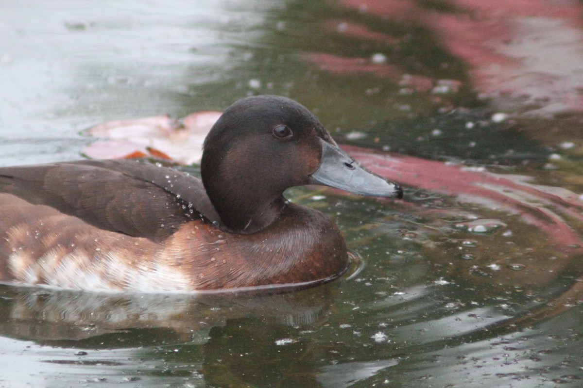 Baer's Pochard - ML638268424