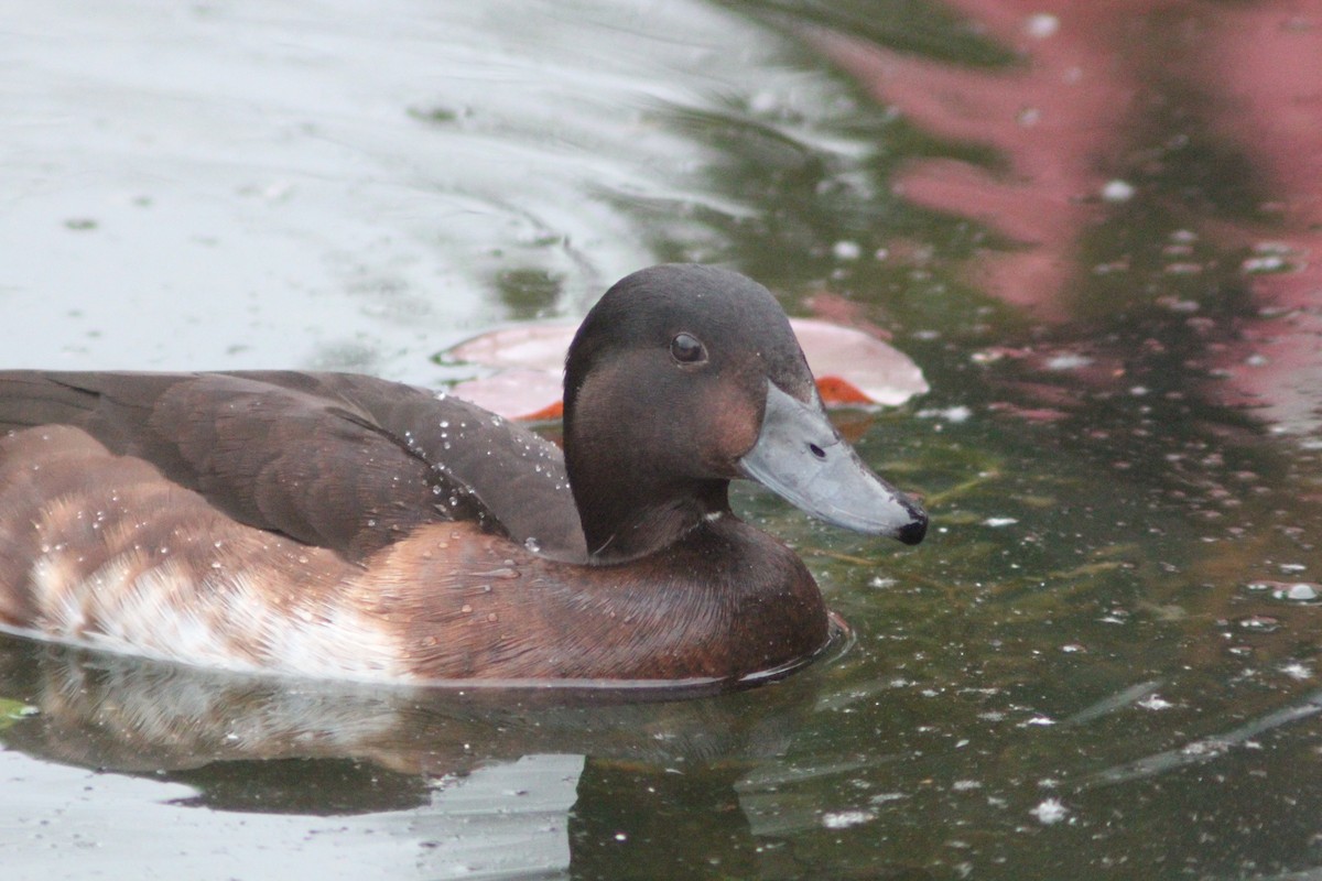 Baer's Pochard - ML638268425