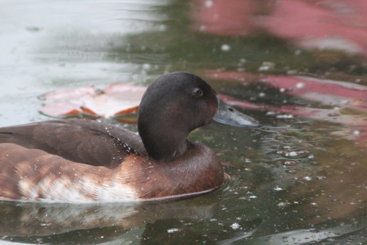Baer's Pochard - ML638268426