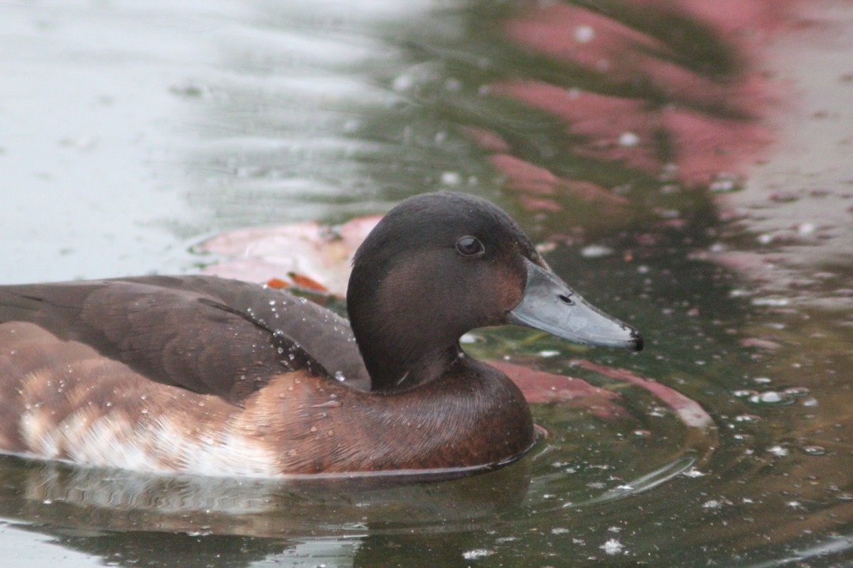 Baer's Pochard - ML638268427