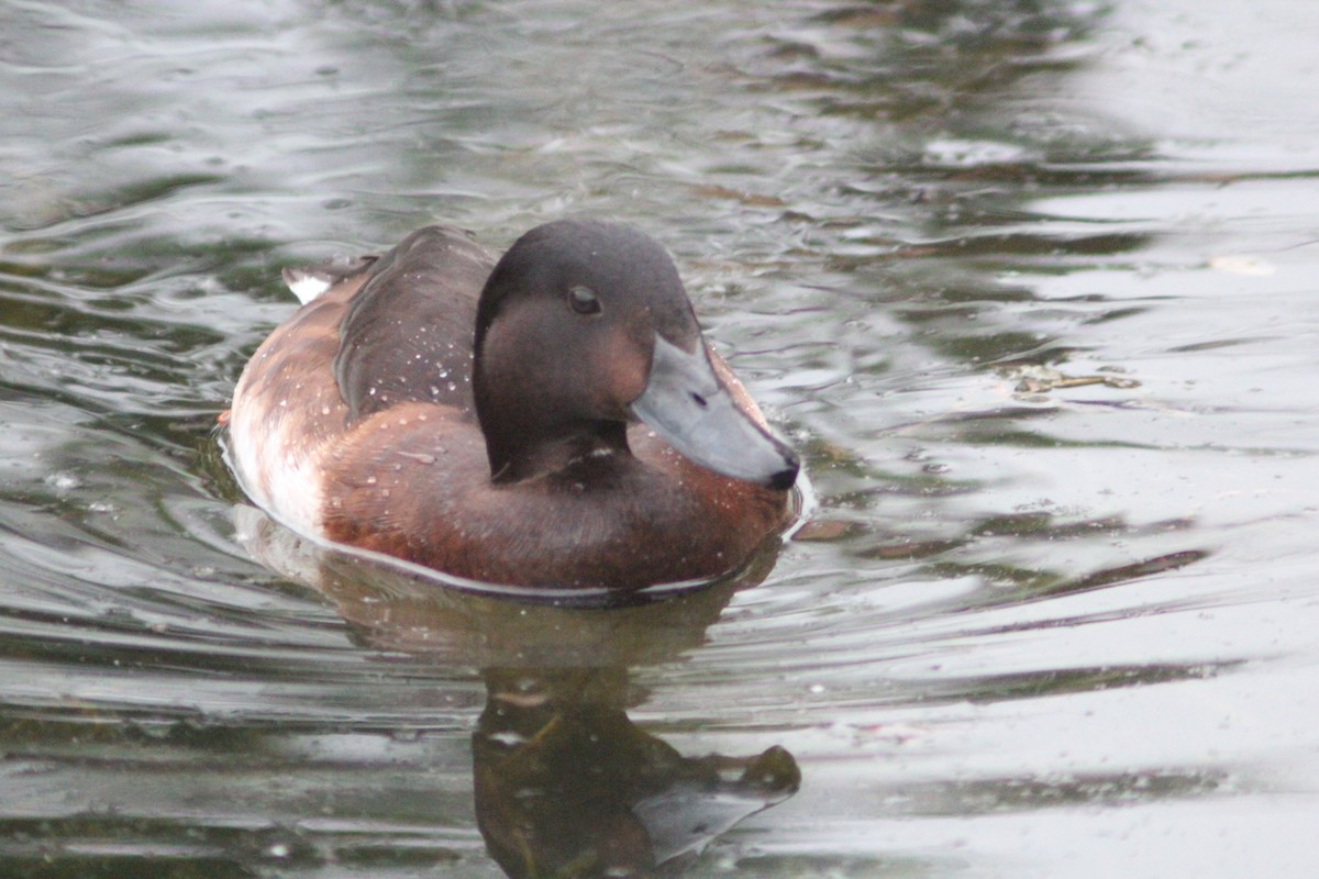 Baer's Pochard - ML638268428