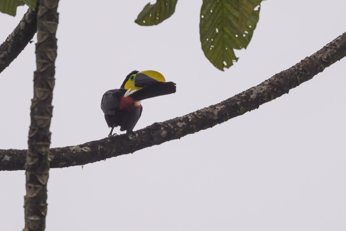 Choco Toucan - ML638268440