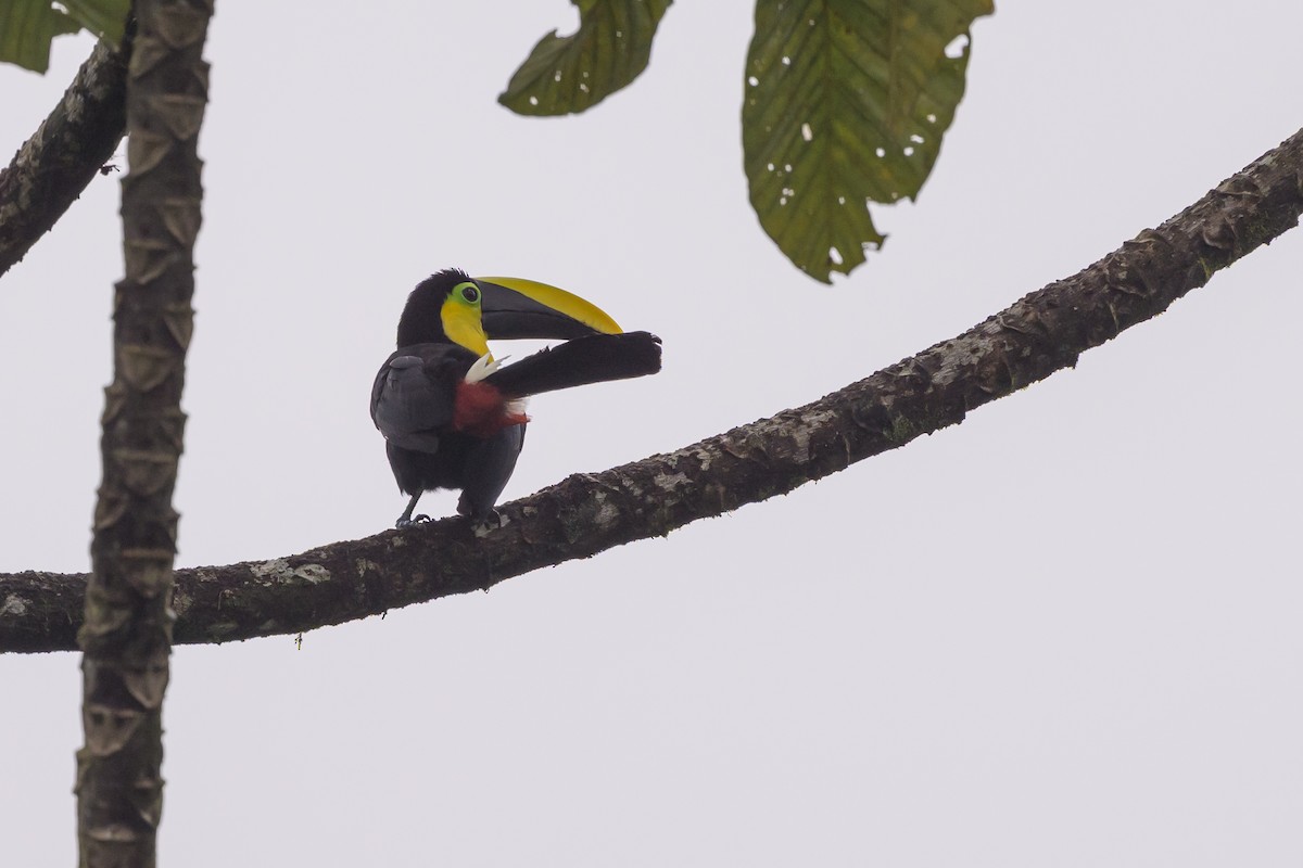 Choco Toucan - ML638268441