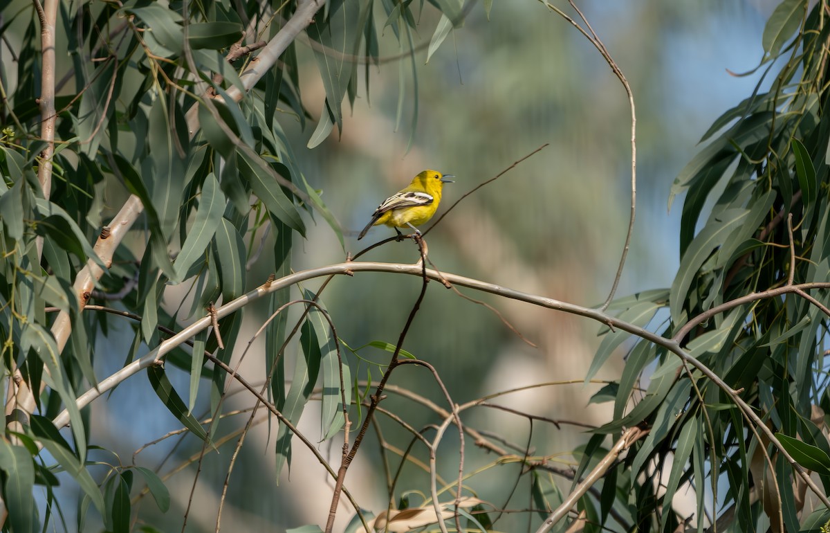 Common Iora - ML638268445