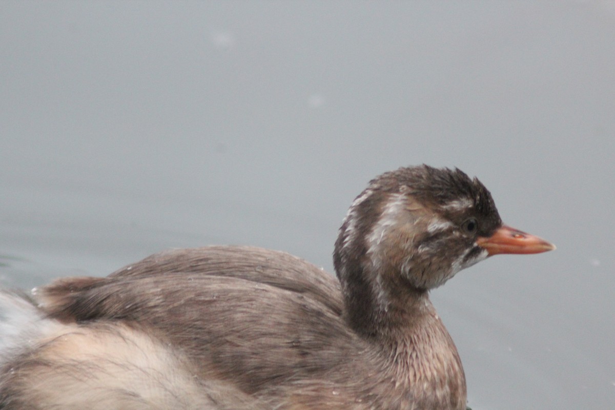 Little Grebe - ML638268447