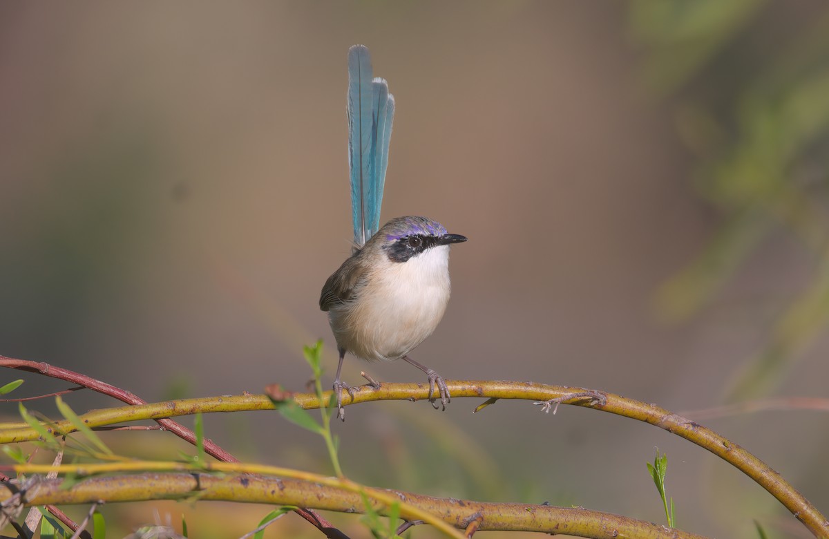 Purple-crowned Fairywren - ML638268449
