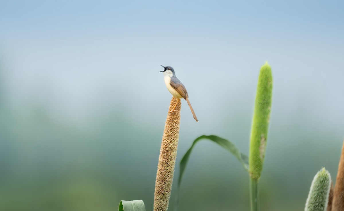 Ashy Prinia - ML638268454