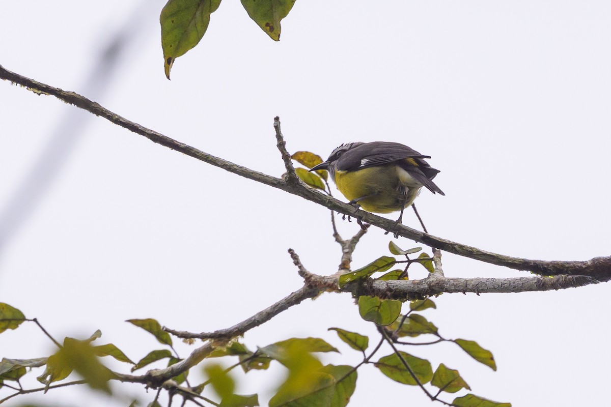 Bananaquit - ML638268456