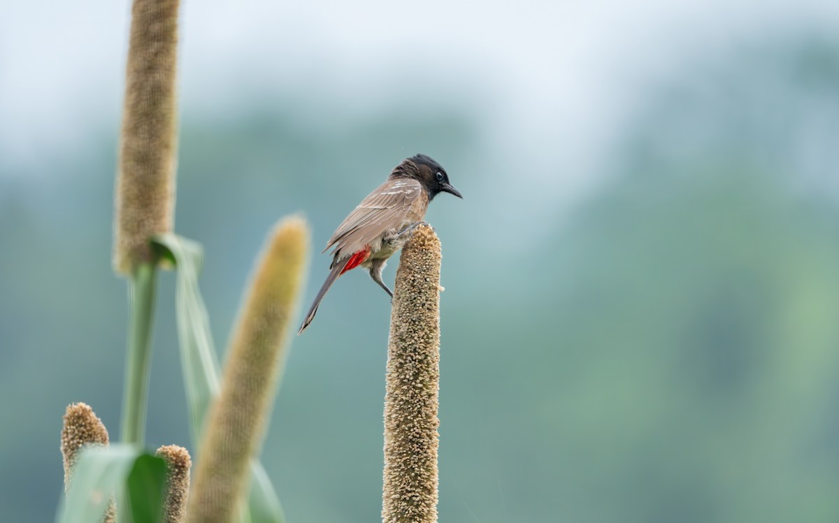 Red-vented Bulbul - ML638268457
