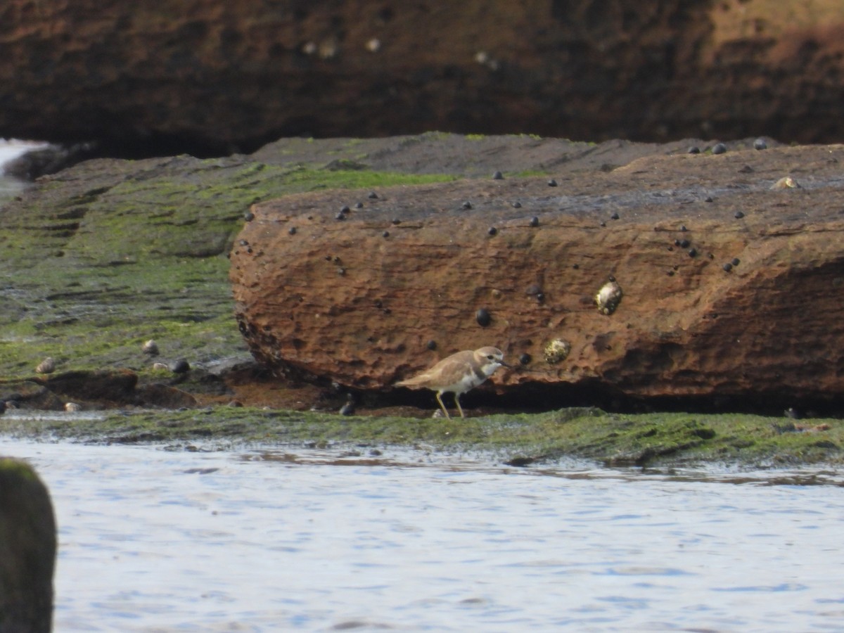 Double-banded Plover - ML638268473
