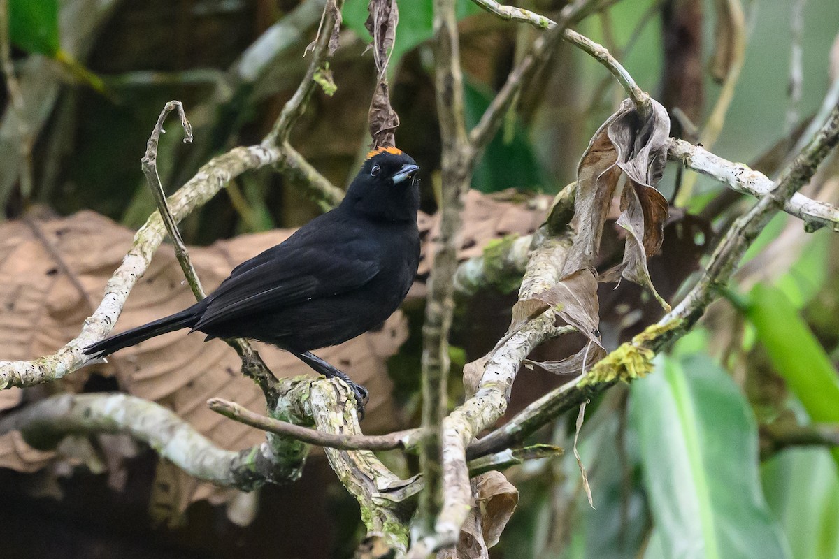 Tawny-crested Tanager - ML638268480