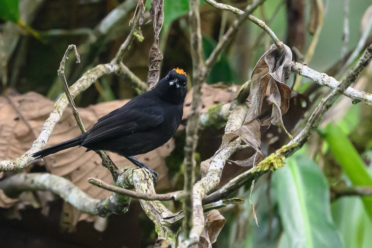Tawny-crested Tanager - ML638268481