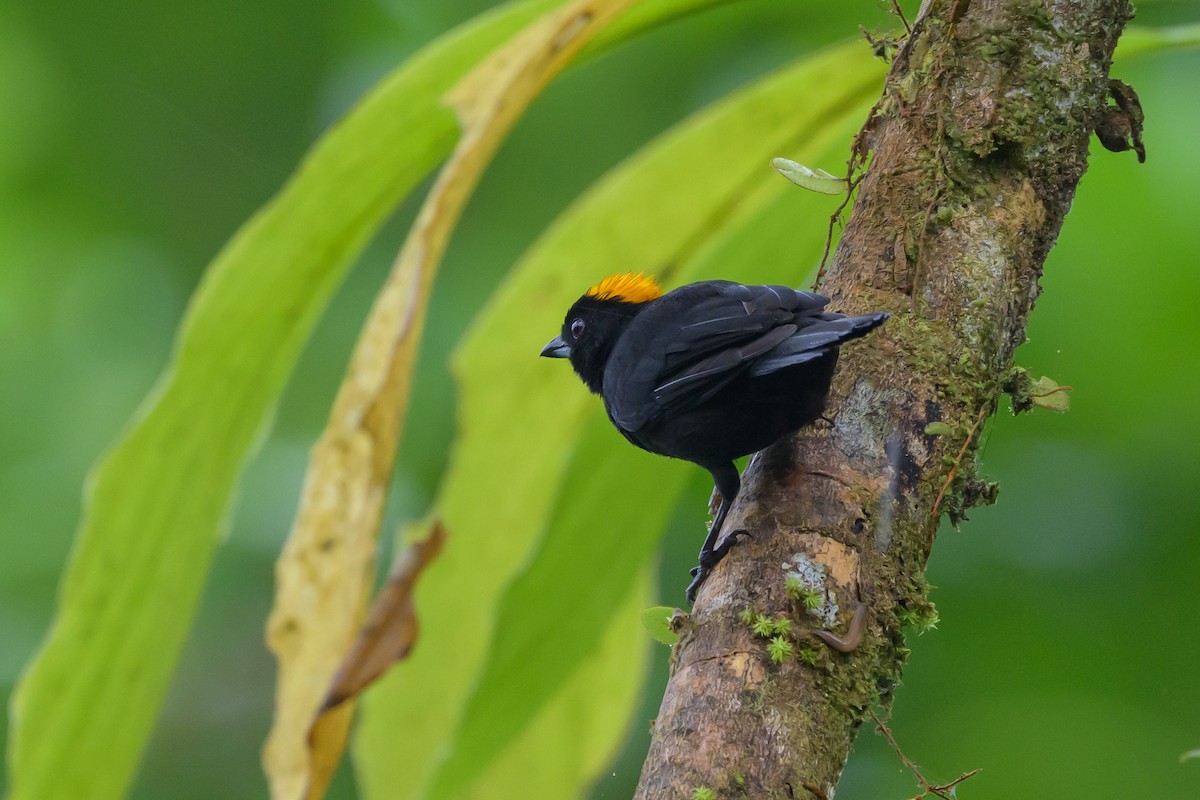 Tawny-crested Tanager - ML638268482
