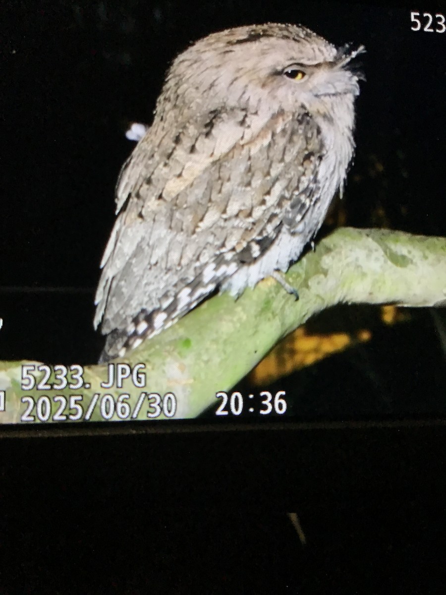 Tawny Frogmouth - ML638268509