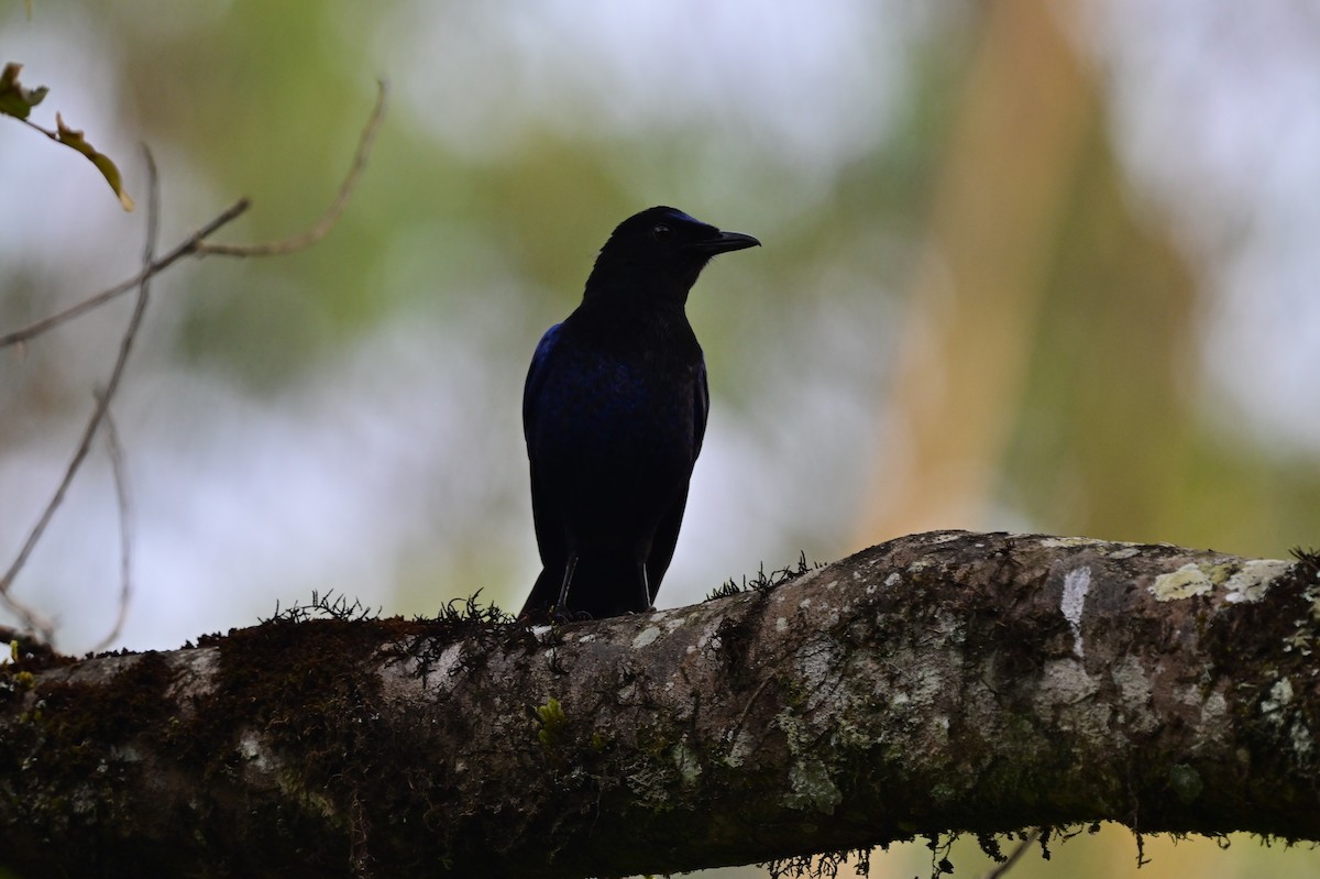 Malabar Whistling-Thrush - ML638268515