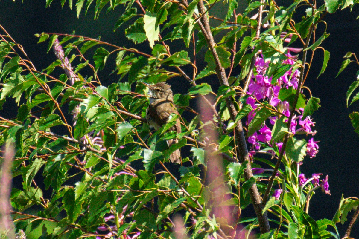 Blyth's Reed Warbler - ML638268518