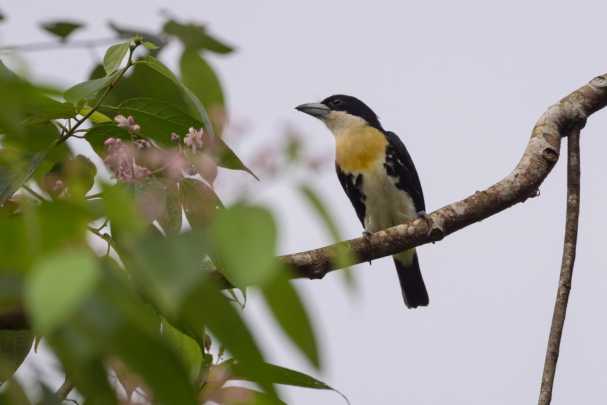 Spot-crowned Barbet - ML638268520