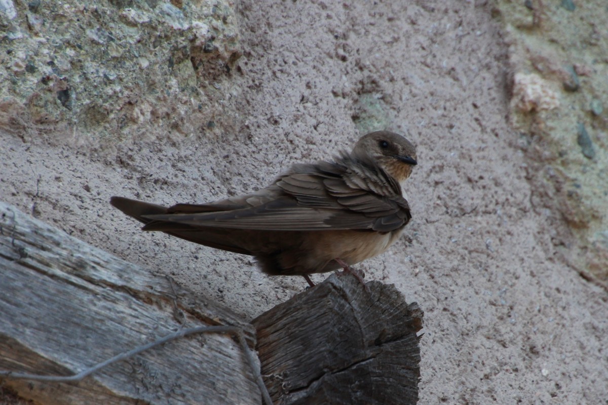 Eurasian Crag-Martin - ML638268525