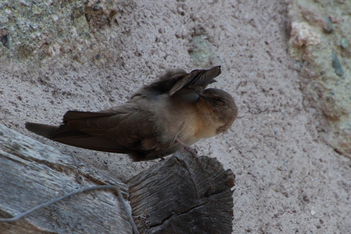 Eurasian Crag-Martin - ML638268530