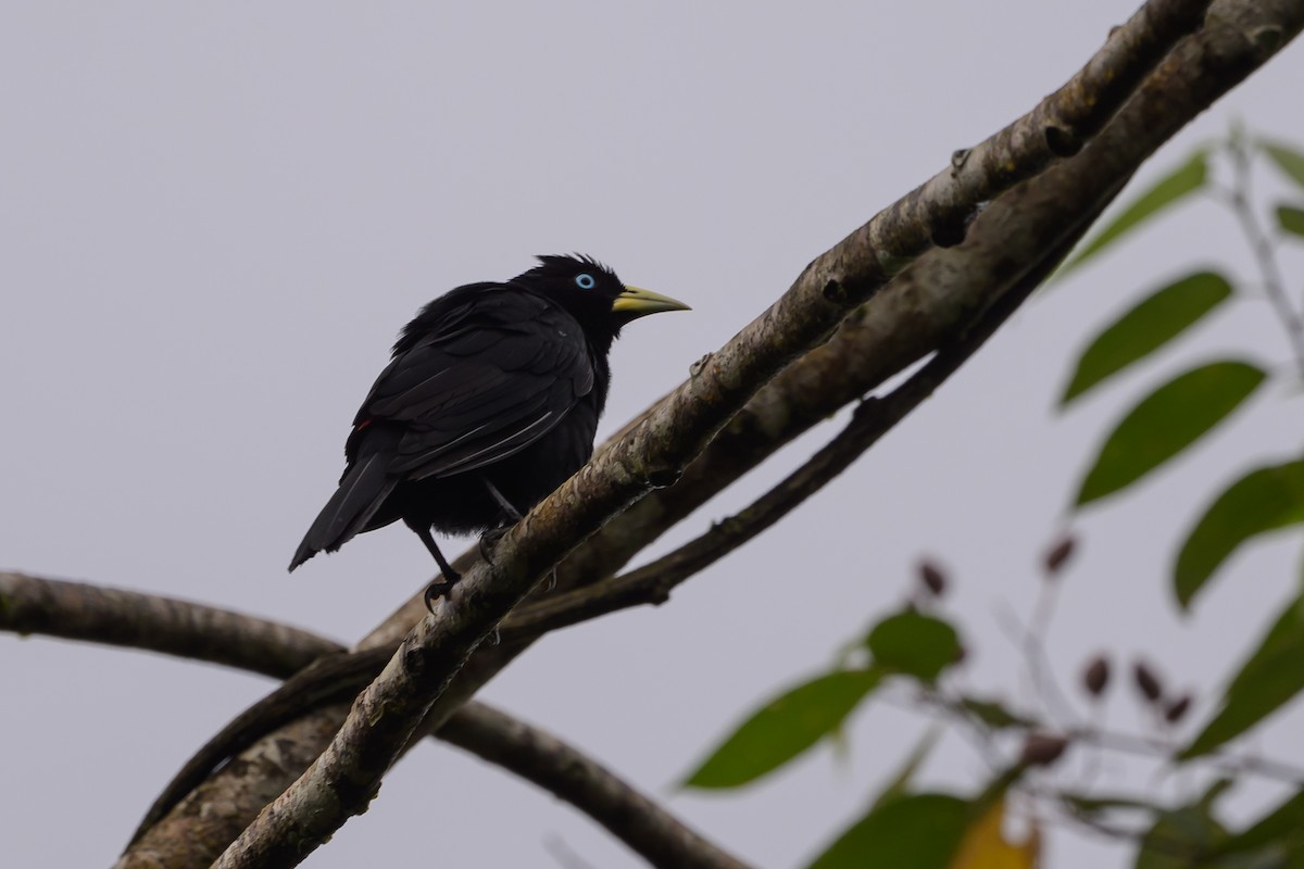 Scarlet-rumped Cacique - ML638268533