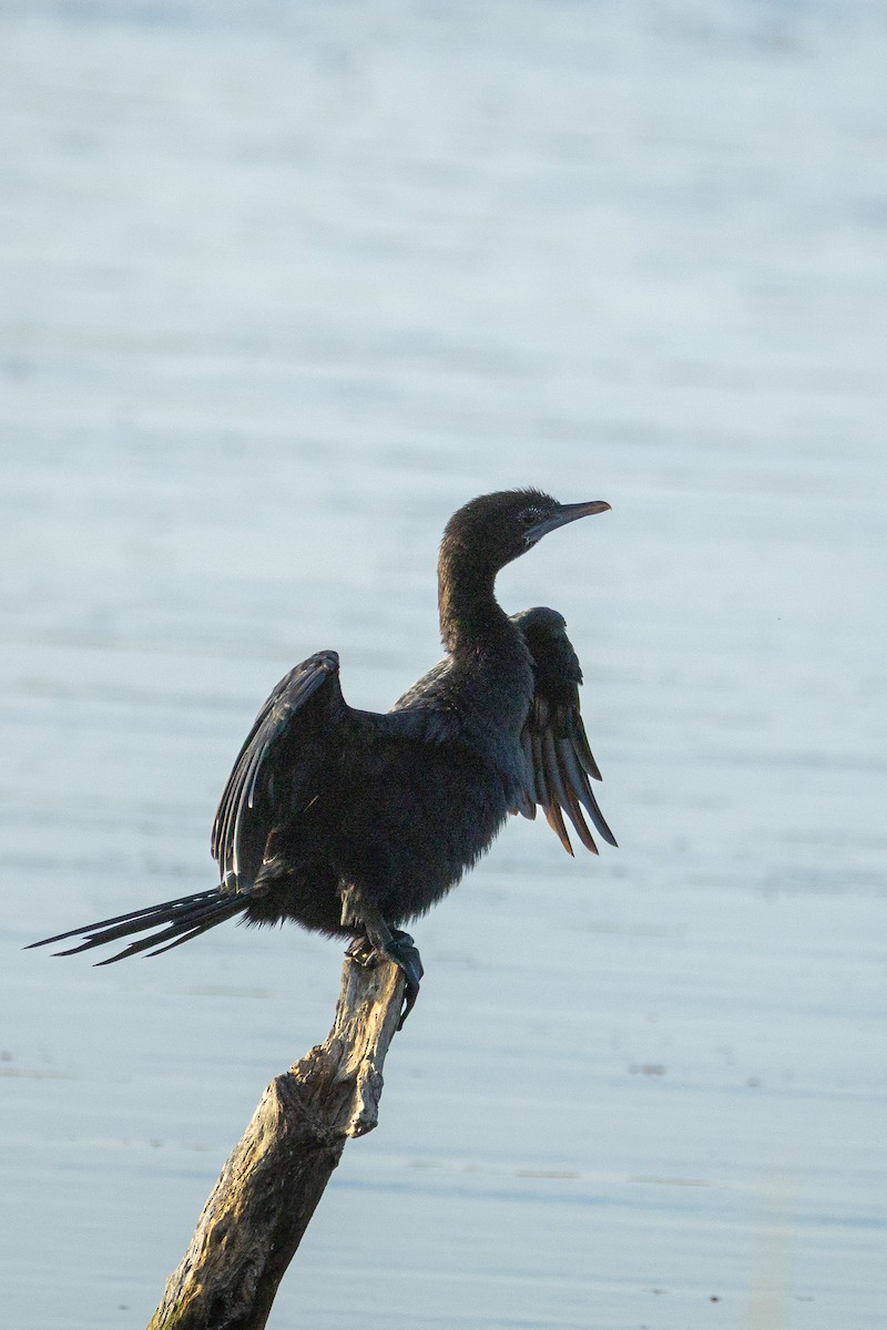Little Cormorant - ML638268537