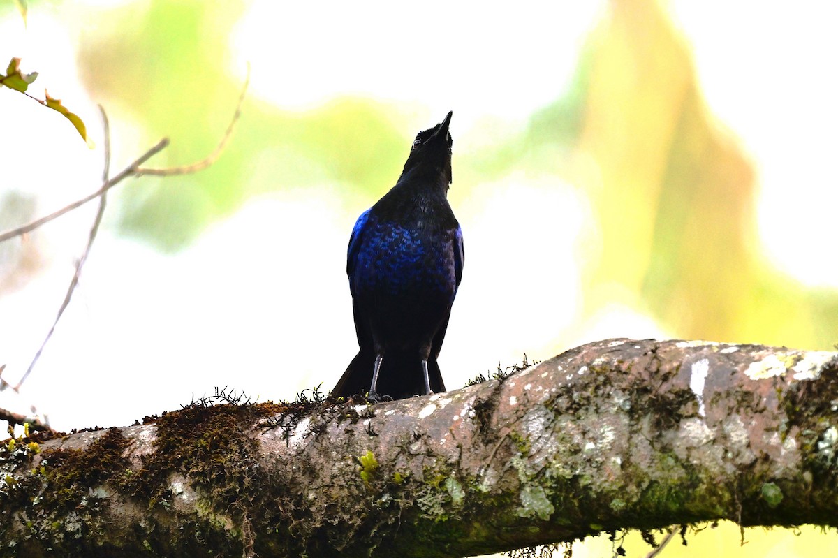 Malabar Whistling-Thrush - ML638268549