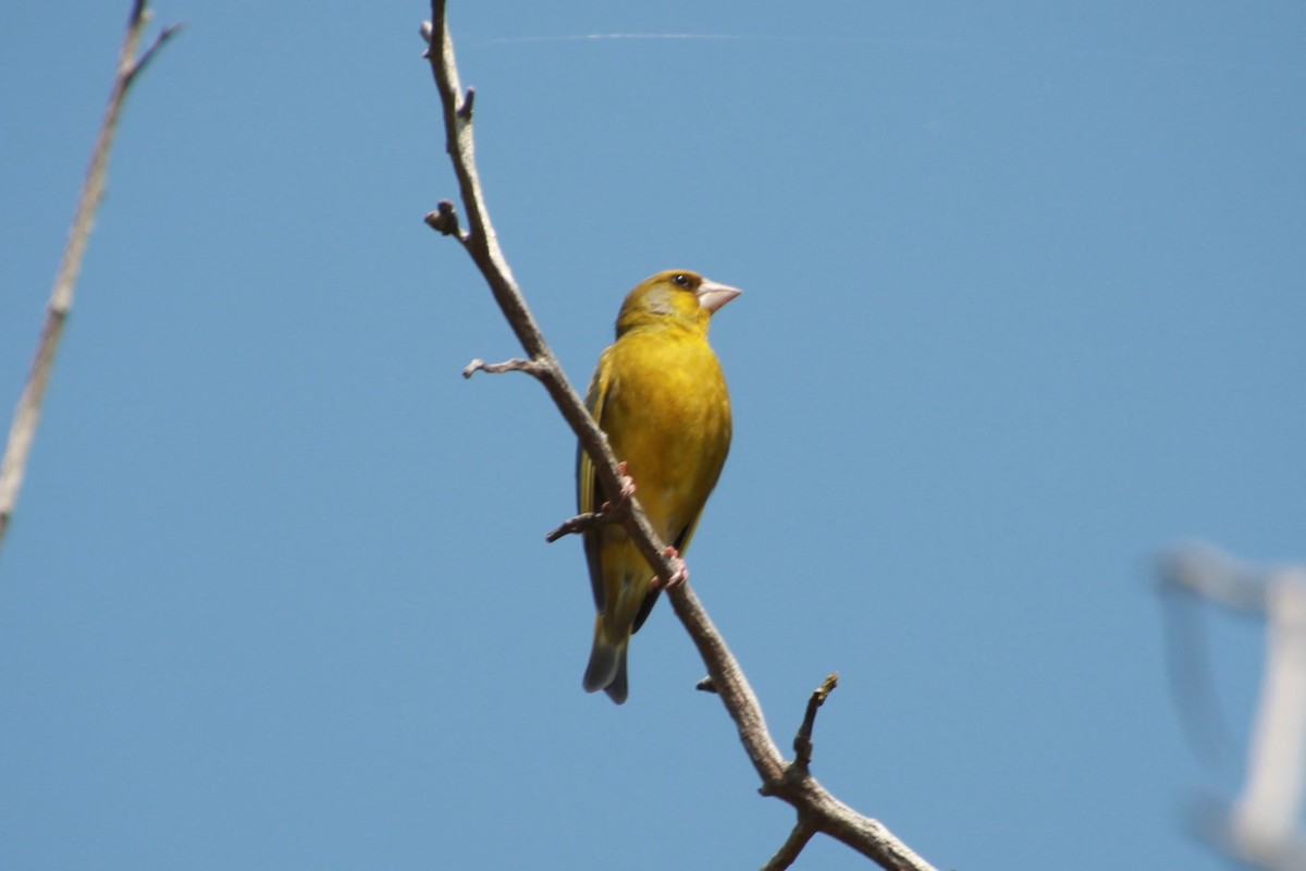 European Greenfinch - ML638268552