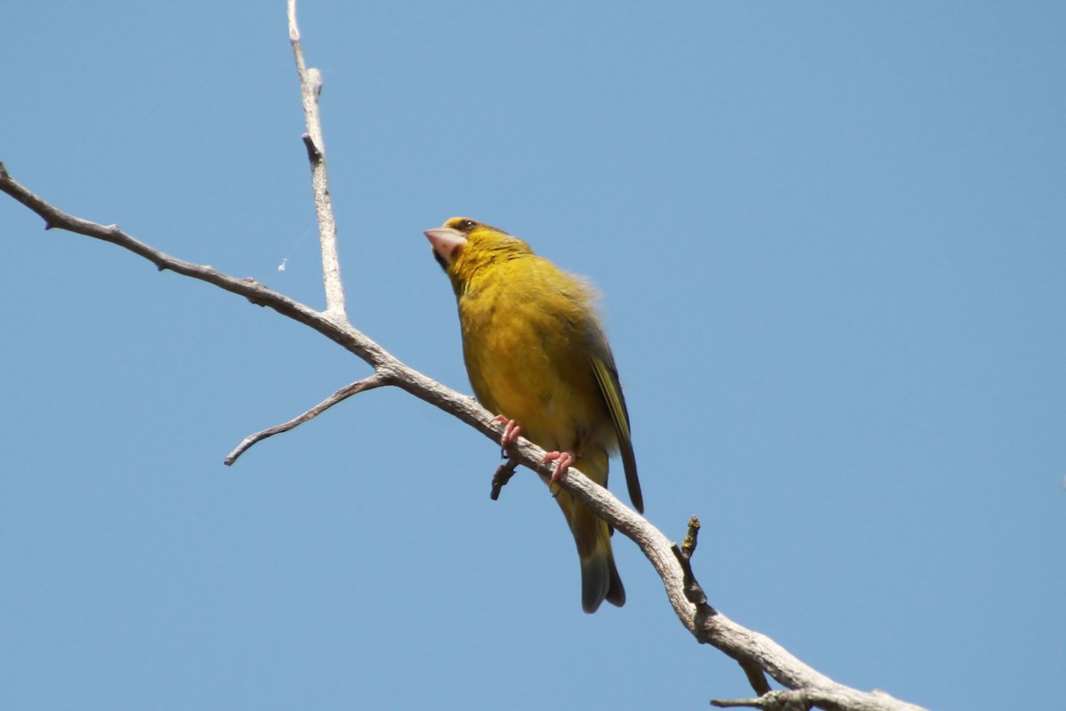 European Greenfinch - ML638268553