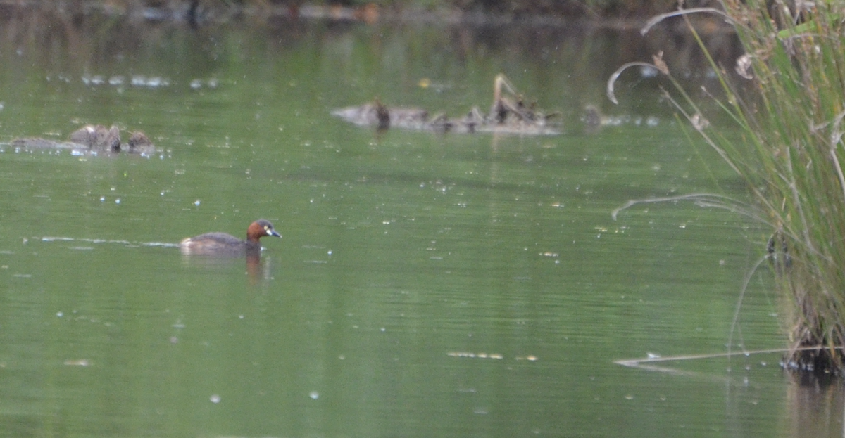 Little Grebe - ML638268567