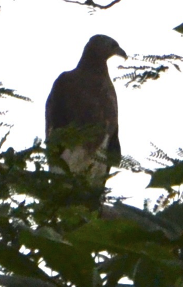Gray-headed Fish-Eagle - ML638268570
