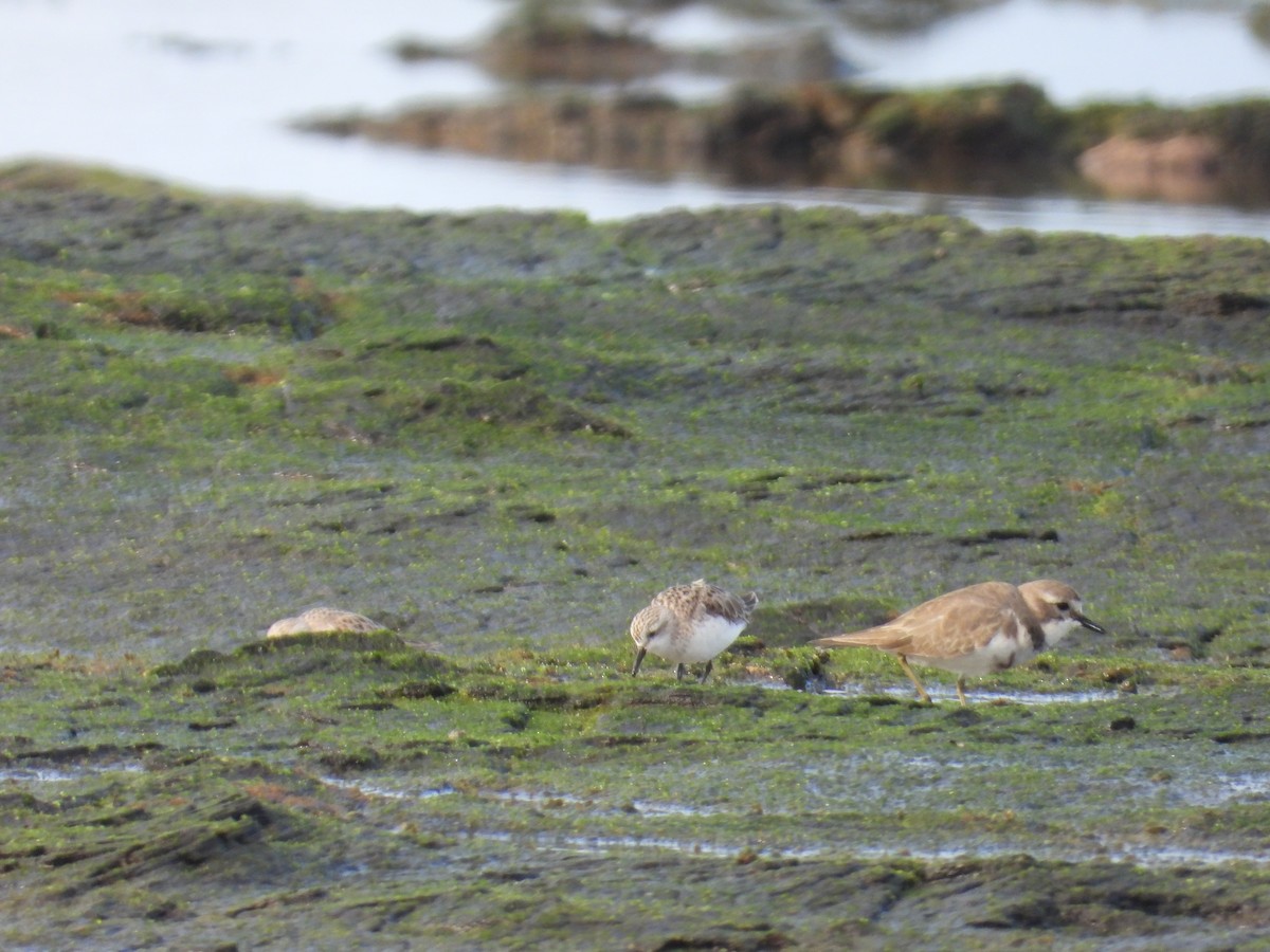Double-banded Plover - ML638268574