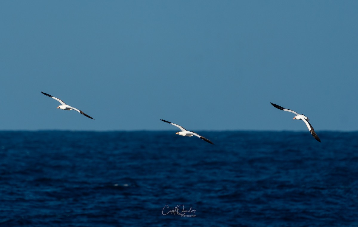 Nazca Booby - ML638268577