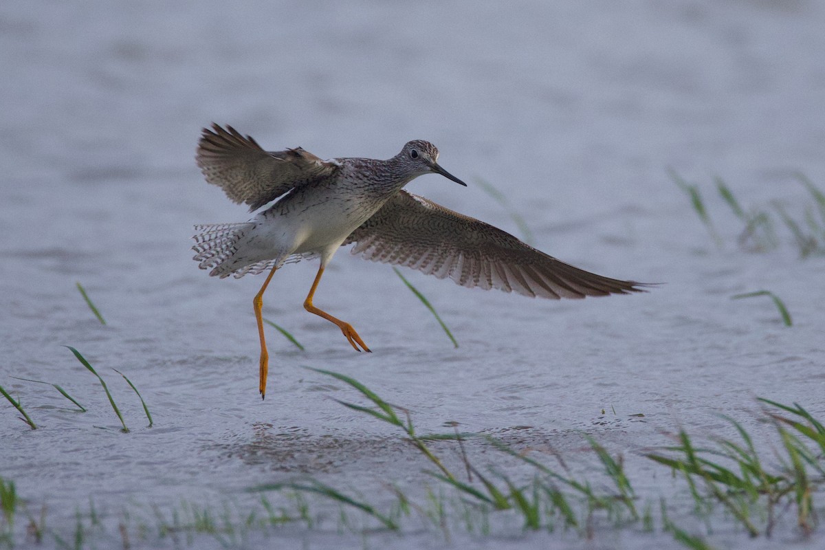 Lesser Yellowlegs - ML638268585