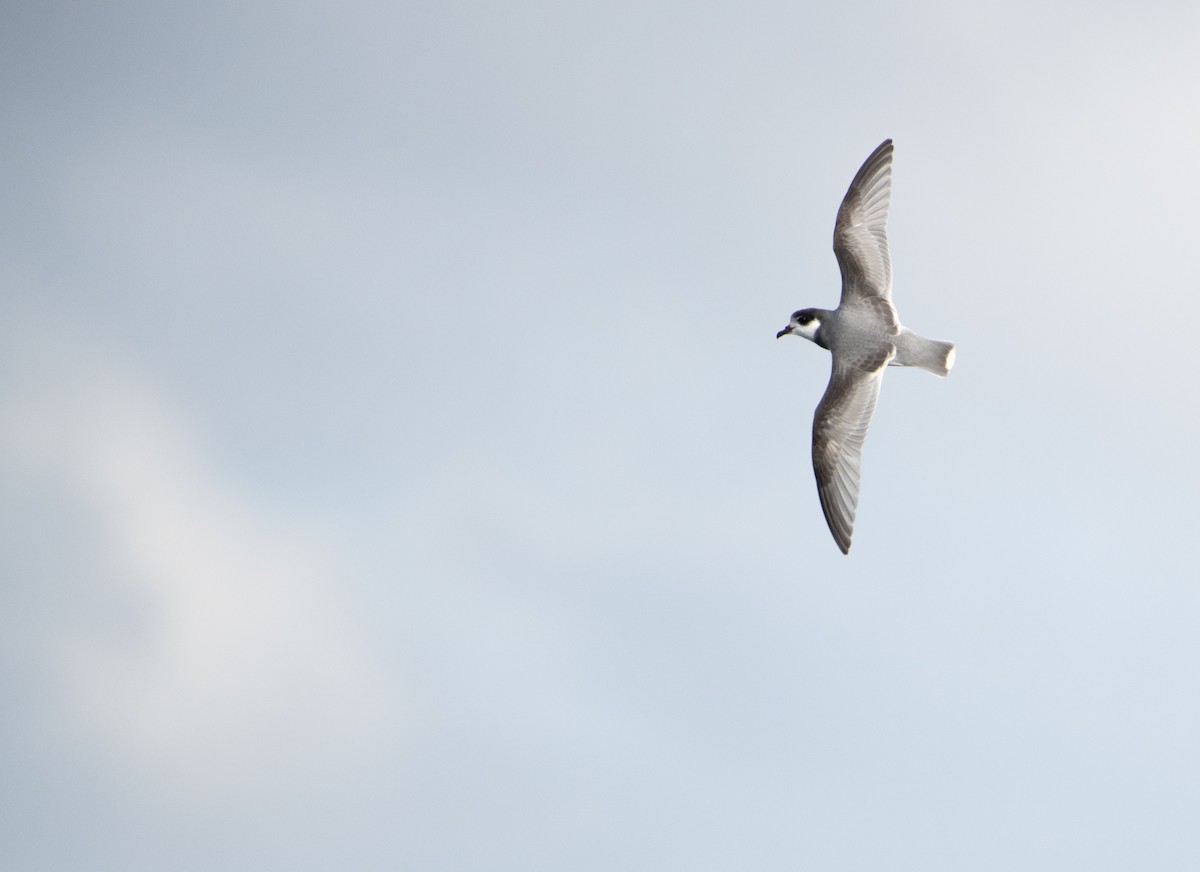 Blausturmvogel - ML638268607