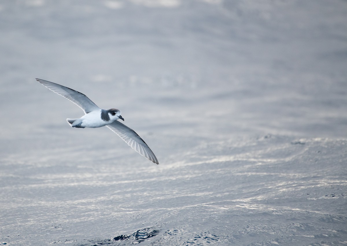 Blausturmvogel - ML638268608